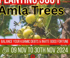 Planting 5001 Amla Trees for Spiritual Growth - 1