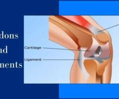 Tendons And Ligaments - Major Differences Between Tendons And Ligaments