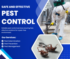 Effective Pest Solutions in Craigieburn | Trusted and Reliable