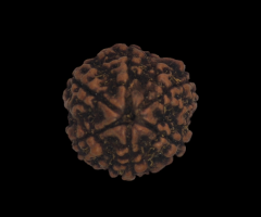 Natural 6 Mukhi Nepali Rudraksha - 1