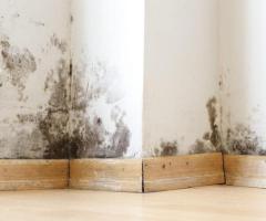 Preventing Mold and Fungal Infections Caused From It