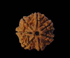 Natural 7 Mukhi Nepali Rudraksha