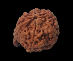 Ganesh Rudraksha