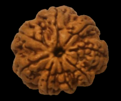 8 Mukhi Nepali Rudraksha