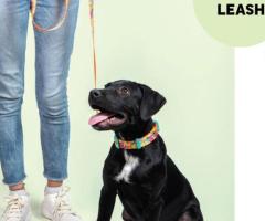 Buy Pet Dog Printed Belt Online