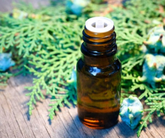 Top Benefits of Juniper Berry Essential Oil