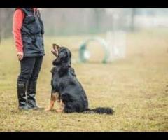 Affordable Dog Training Atlanta: Costs & Specialized Classes