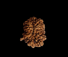 Natural 14 Mukhi Nepali Ganesha Rudraksha