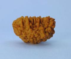 1 Mukhi Rudraksha