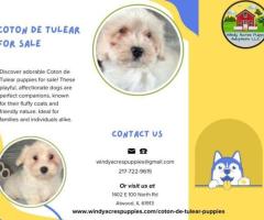 Coton de Tulear Puppies for Sale: Find Your Ideal Companion Today