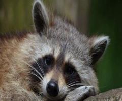 Raccoons Removal in NJ