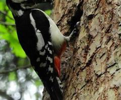 Woodpecker Control in NJ