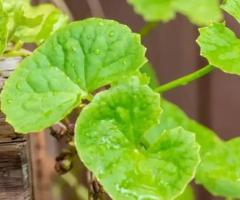 Gotu Kola Tea