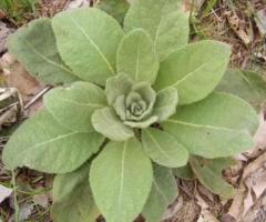 Mullein Leaf Tea