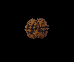 2 Mukhi Rudraksha