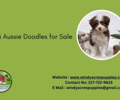 Adorable Mini Aussie Doodles for Sale – Find Your Perfect Pup!