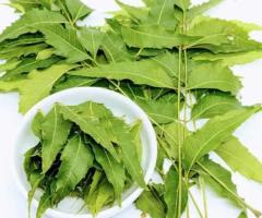 Neem leaves tea