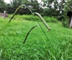 Dallisgrass Seeds Paspalum Dilatatum Dallas Grass for Soil Erosion