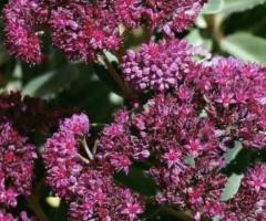 Grow Autumn Joy Sedum Orpine seeds Sedum plant Seeds for Gardens