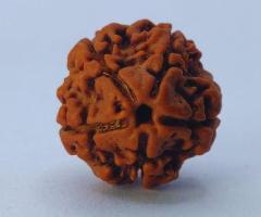 5 Mukhi Rudraksha