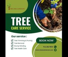 Expert Tree Trimming Services in Sacramento