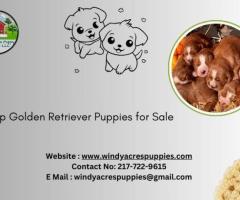 Affordable Golden Retriever Puppies for Sale – Ready for a Loving Home