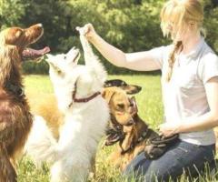 Top Dog Trainers in Atlanta for Expert Training Services