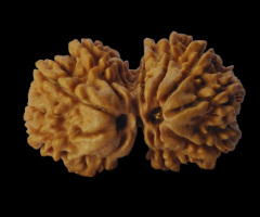 Gaurishankar Rudraksha