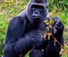 Gorilla Trekking Safaris | Adventure Tours with Ubuntu Voyages