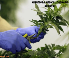 Benefits of Minnesota Medical Cannabis Registry