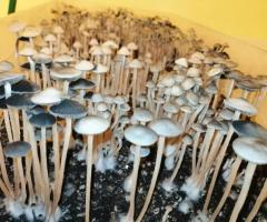 Discover Premium Magic Mushrooms at MidwestFreshMushrooms | Elevate Your Experience