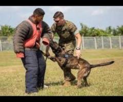 Aggressive Dog Training Atlanta Solid K9 Solutions