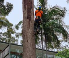 Tree Removal Services Manly