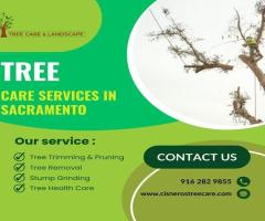 Reliable Tree Service in Rosemont