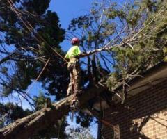 Tree Felling Sydney