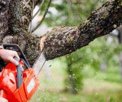 Professional Sydney Tree Removals for Safe and Efficient Service