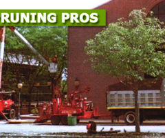 Commercial Tree Service in NJ - Amazing Tree Services