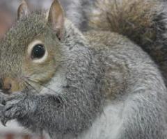 Professional Squirrel Removal in NJ - ALCO Animal & Pest Control