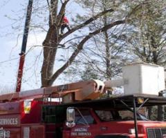 Tree Removal Service in NJ - Amazing Tree Services