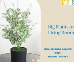 Transform Your Space with Big Plants for Living Room Elegance