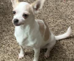 Adorable Chihuahua Puppies for Sale in Alabama