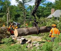 Professional Tree Trimming Service in Houston for Healthy Trees