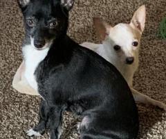 Chihuahua Service Dog for Sale – Loyal & Well-Trained Companion