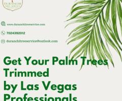 Get Your Palm Trees Trimmed by Las Vegas Professionals