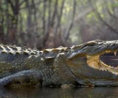 Crocodile Sighting Cancun