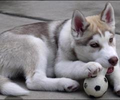 siberian husky price in India