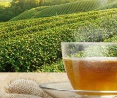 Zi Chun Tea - Wholesale Tea Company: Premium Loose Leaf Teas from Global Tea Regions