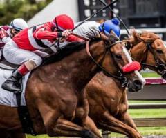 Win Big: Join Horse Racing Handicapping Contests