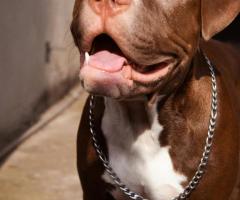 Purebred Pitbull Puppies for Sale in India – Reasonable Price!