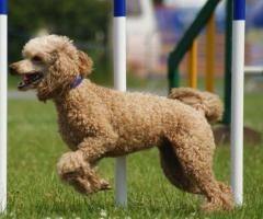 Cute Toy Poodles Puppies for Sale — PawsyPoo.in